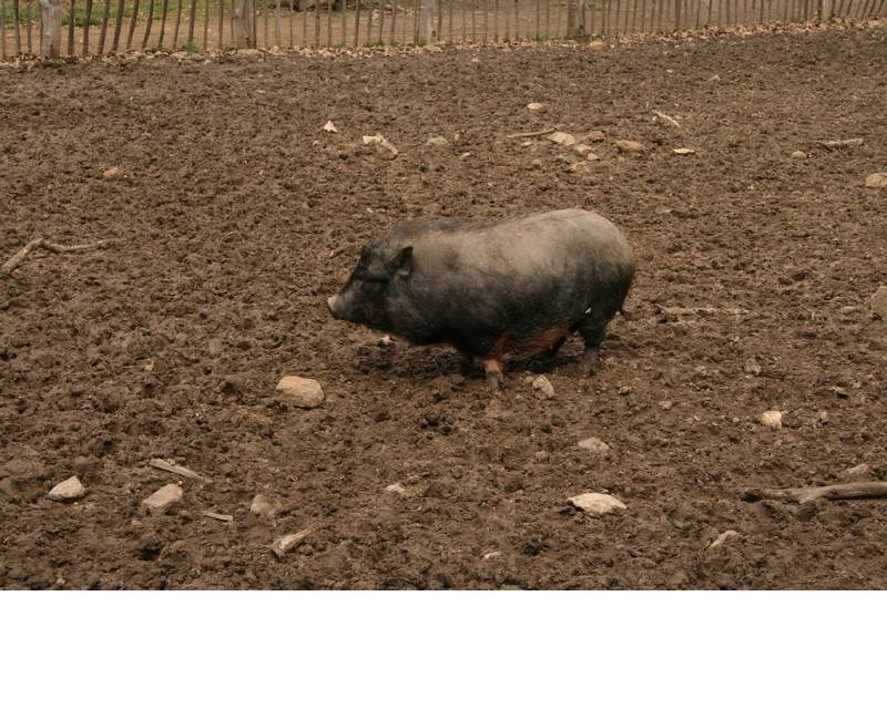 Le cochon